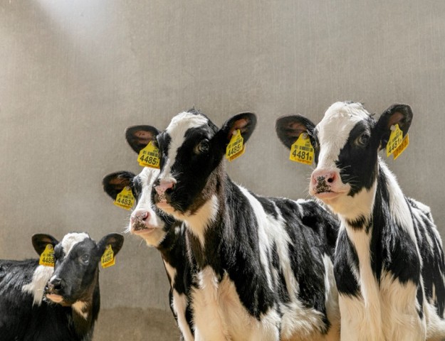 BUZAĞI KAYIPLARININ ÖNÜNE GEÇEBİLMEK MÜMKÜN