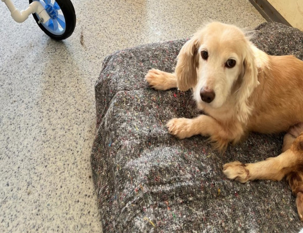 FELÇLİ VE AĞIR HASTA HAYVANLAR ARTIK KADERLERİNE TERK EDİLMİYOR