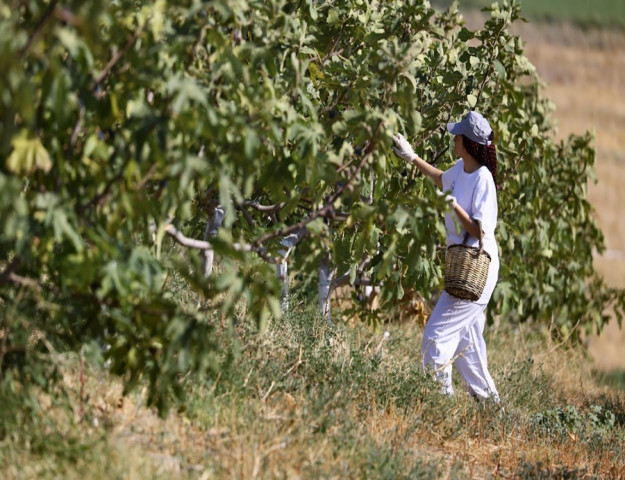 TÜRKİYE'NİN İNCİRDEKİ YENİ YILDIZI 