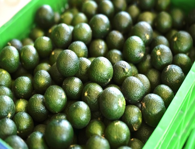 COĞRAFİ İŞARETLİ BODRUM MANDALİNASINDA HEDEF 40 TON