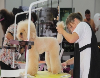 EVCİL HAYVAN SEKTÖRÜNÜN BULUŞMA NOKTASI