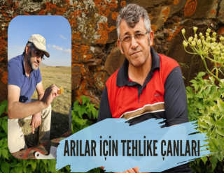 ARILARIN SESSİZ ÇIĞLIĞI